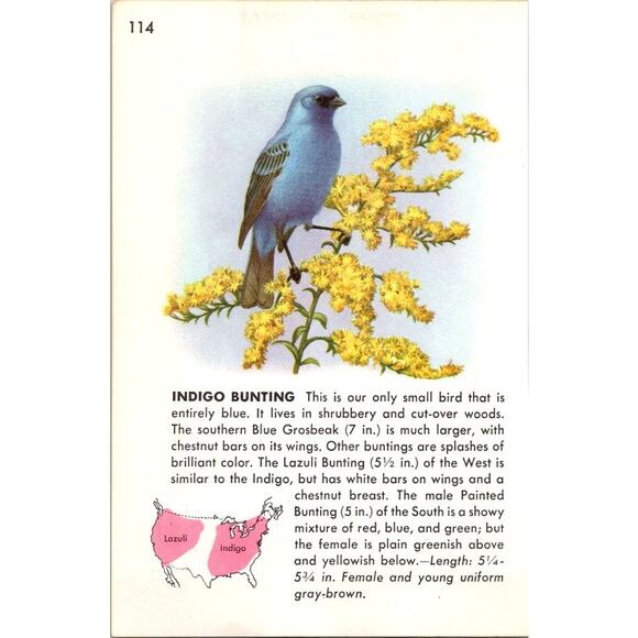 Indigo Bunting Our Only Small Bird Entirely Blue 1960 Bird Picture SAJ3-H7 - Picture 2 of 2